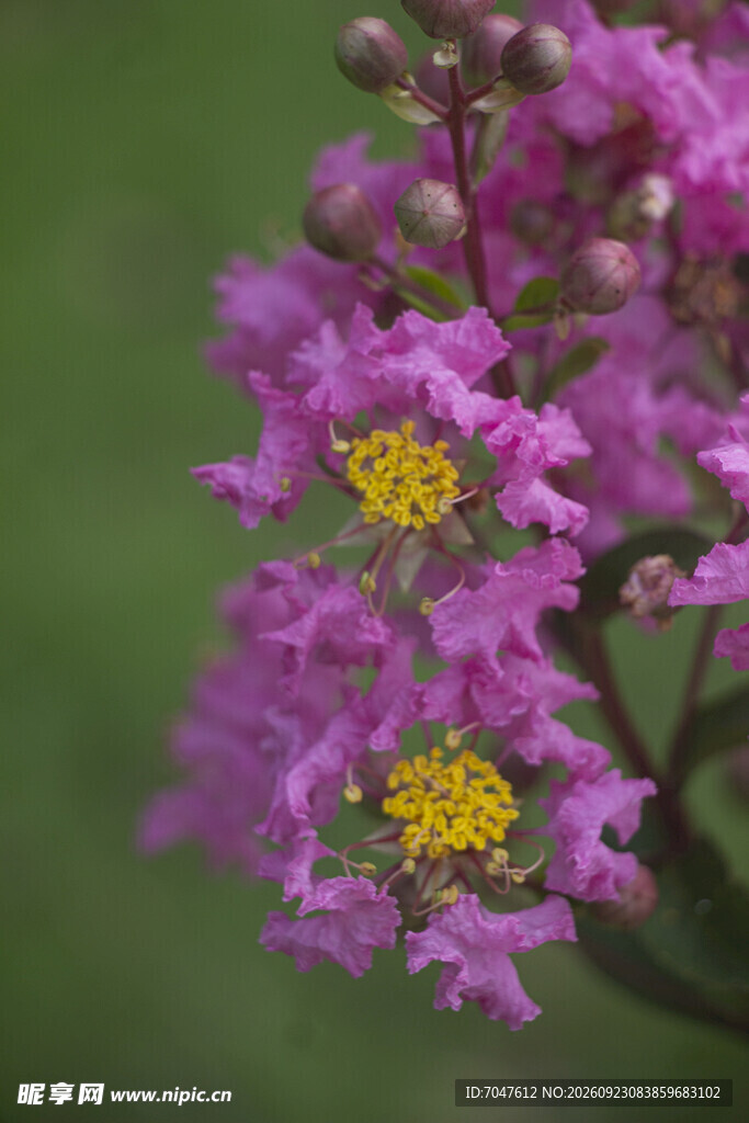 紫薇柔焦紫花特写