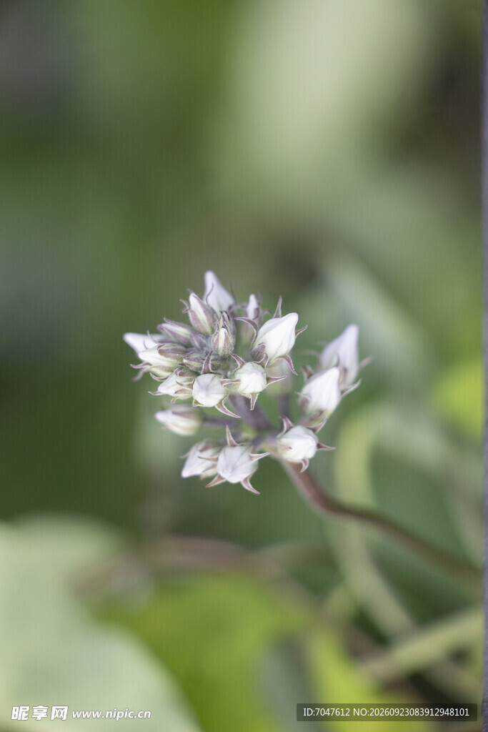 朦胧白花苞清新特写