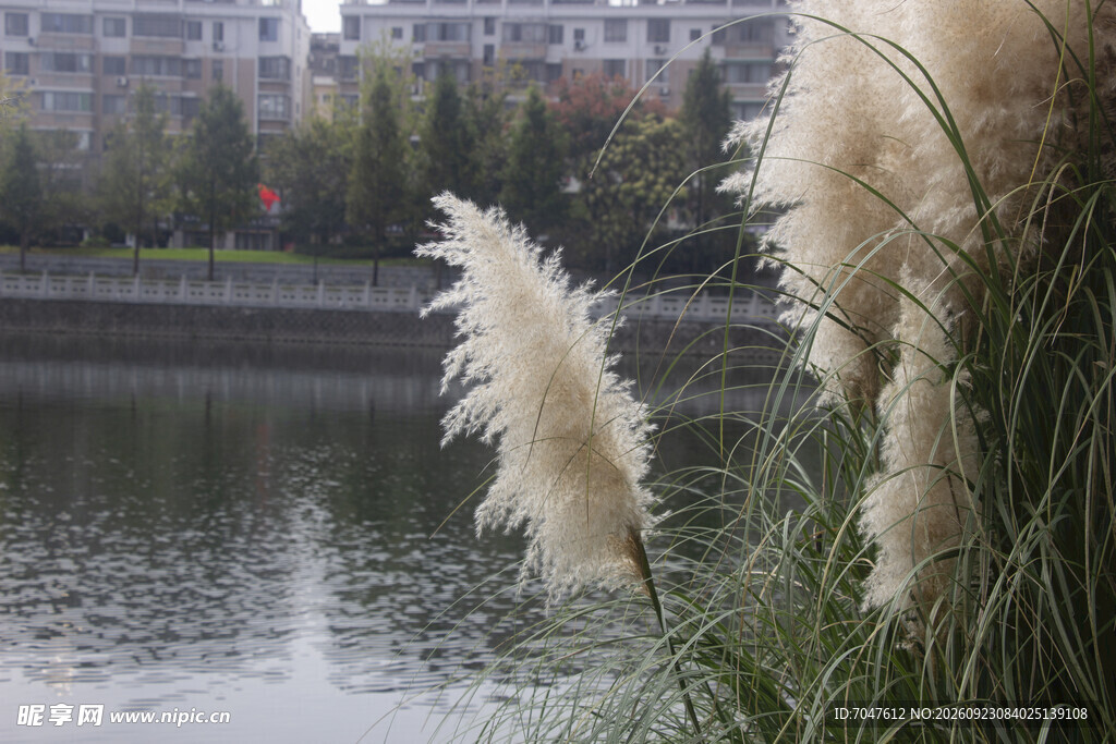 河畔蒲苇彩色花序