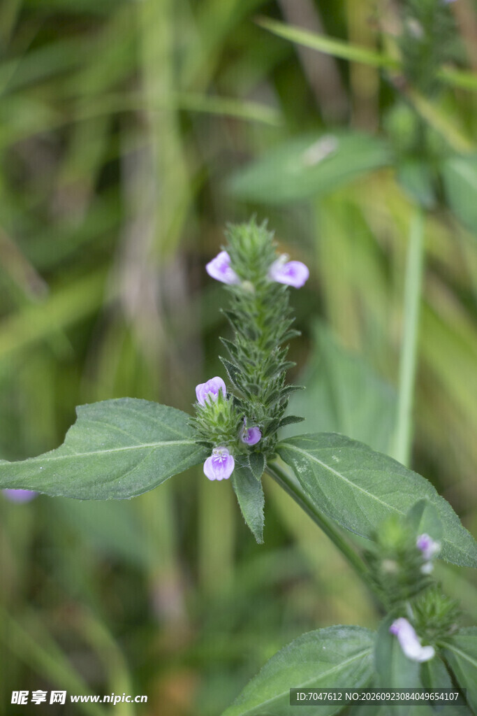 野外药用植爵床淡紫小花植株特写