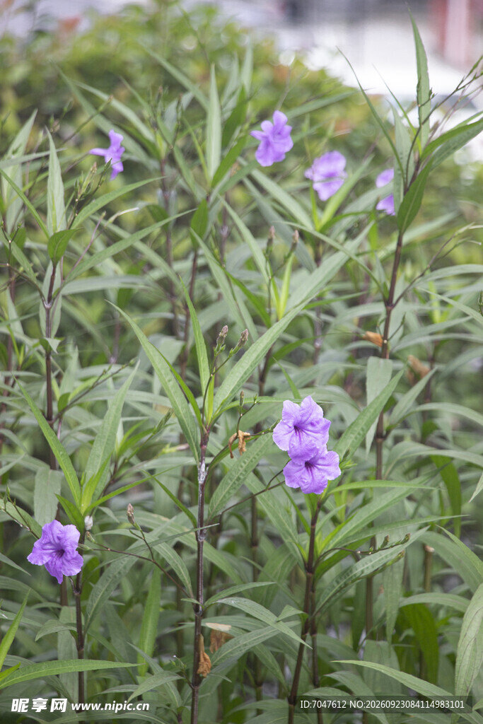 翠芦莉紫色花卉