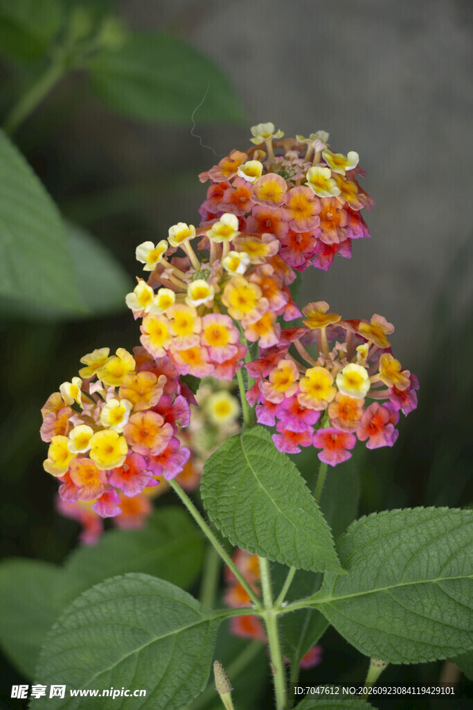 多彩马缨丹花簇