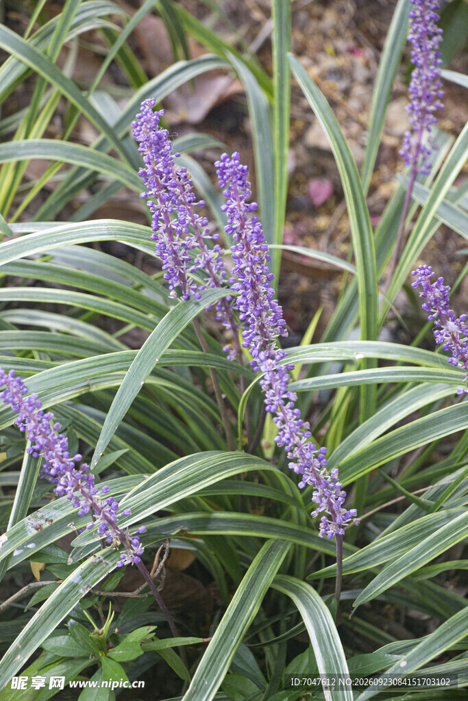 紫花阔叶麦冬草植株