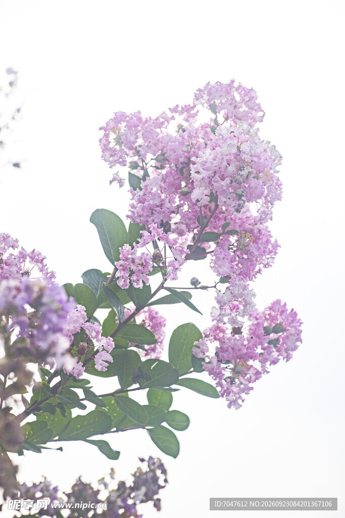 紫薇淡紫花簇柔焦特写
