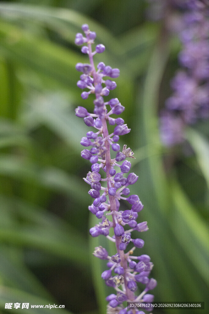 阔叶麦冬紫花穗微距特写