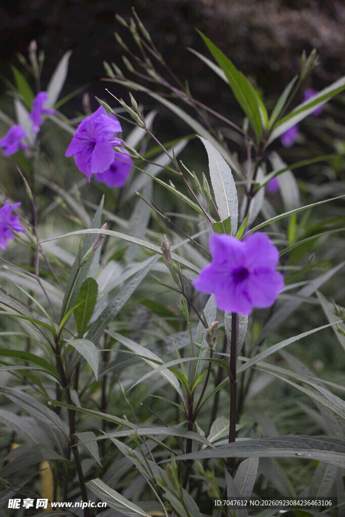 紫色翠芦莉花卉
