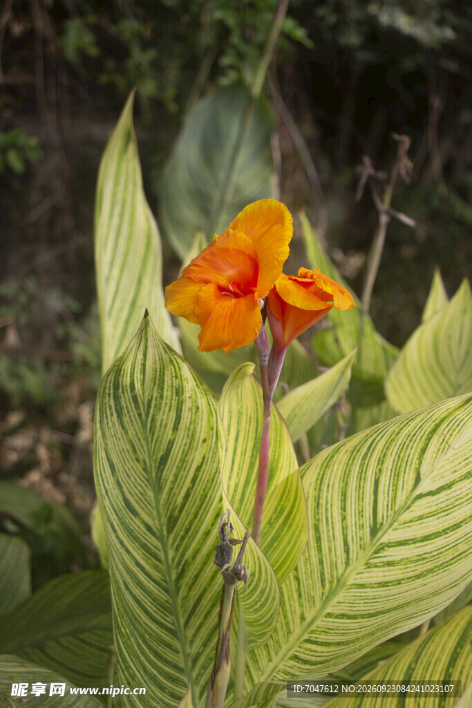 橙花美人蕉植株特写