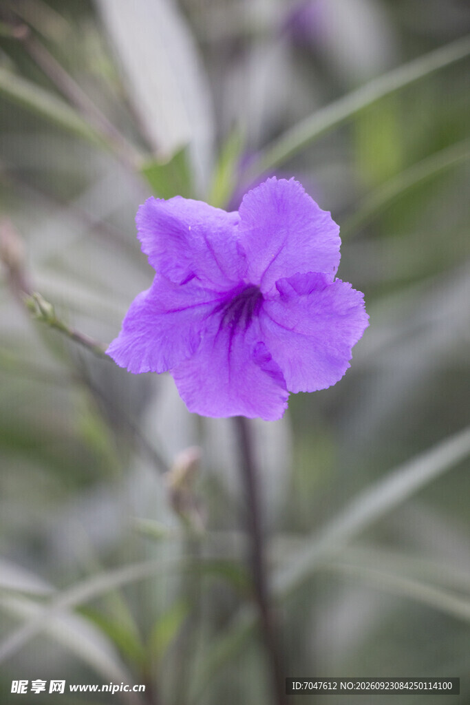 翠芦莉淡紫小花清新特写