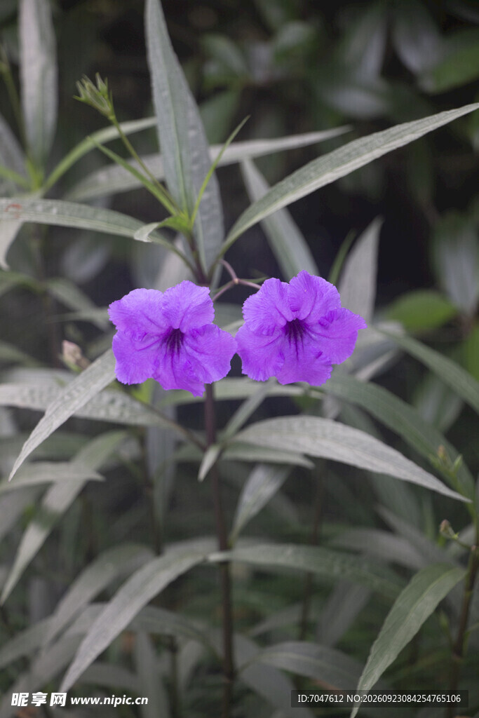 翠芦莉绿叶间两朵紫色小花
