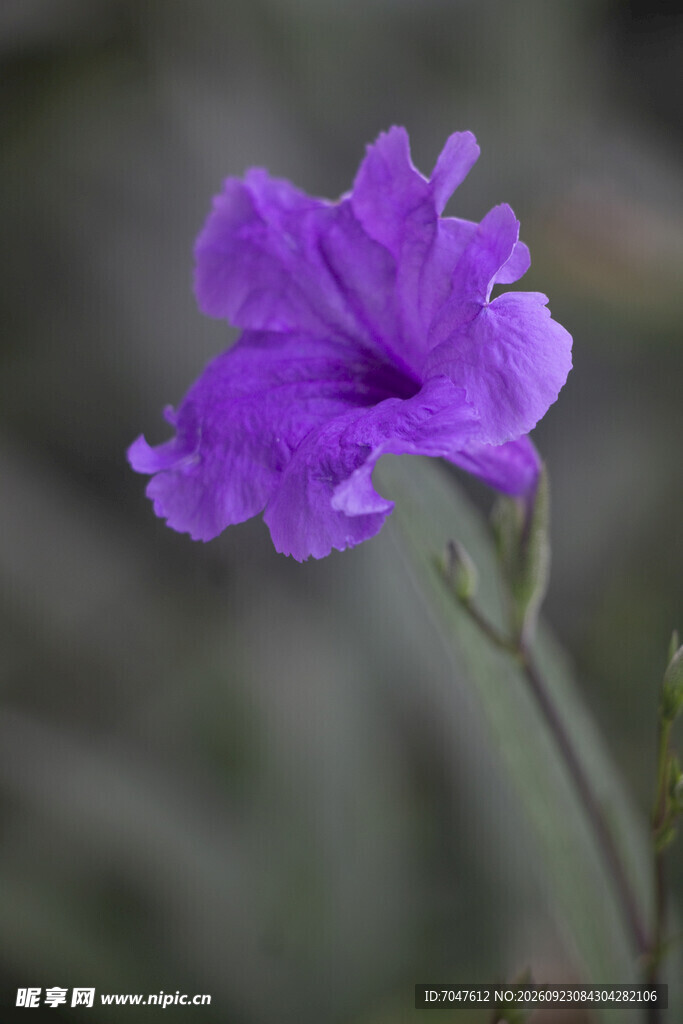 翠芦莉朦胧紫色小花