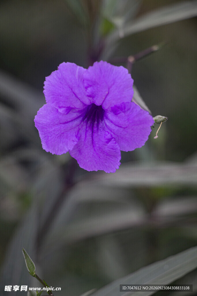 翠芦莉紫色小花清新特写