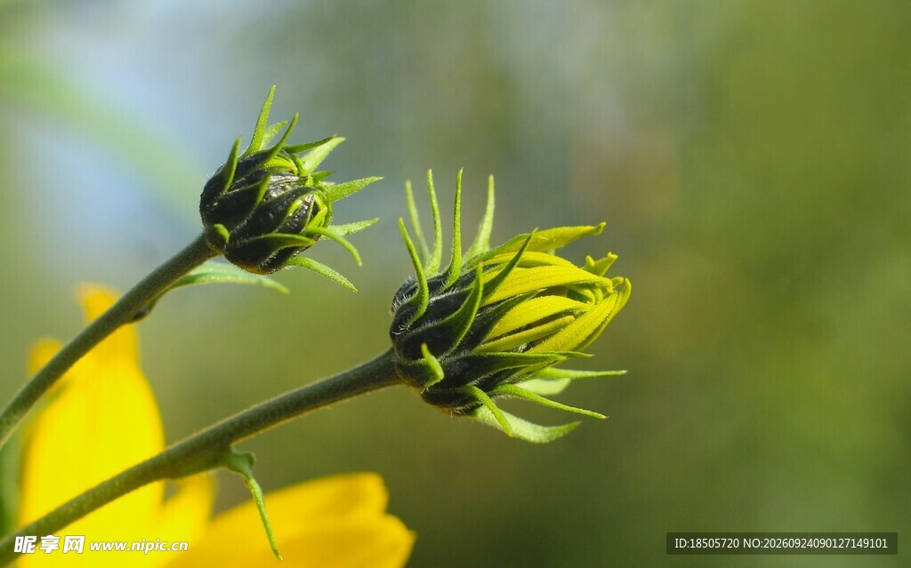 黄花花苞清新特写