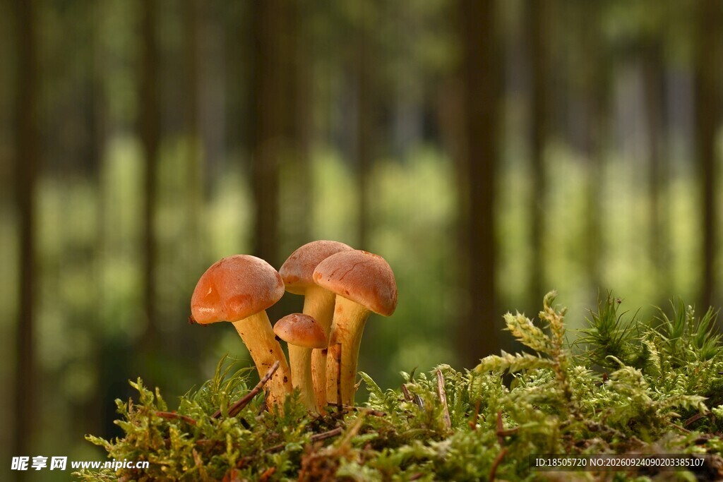 林中苔藓上的小蘑菇
