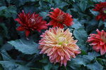 大丽花 