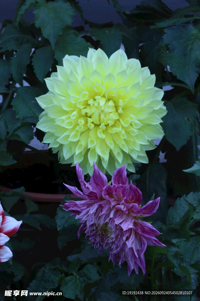 大丽花 
