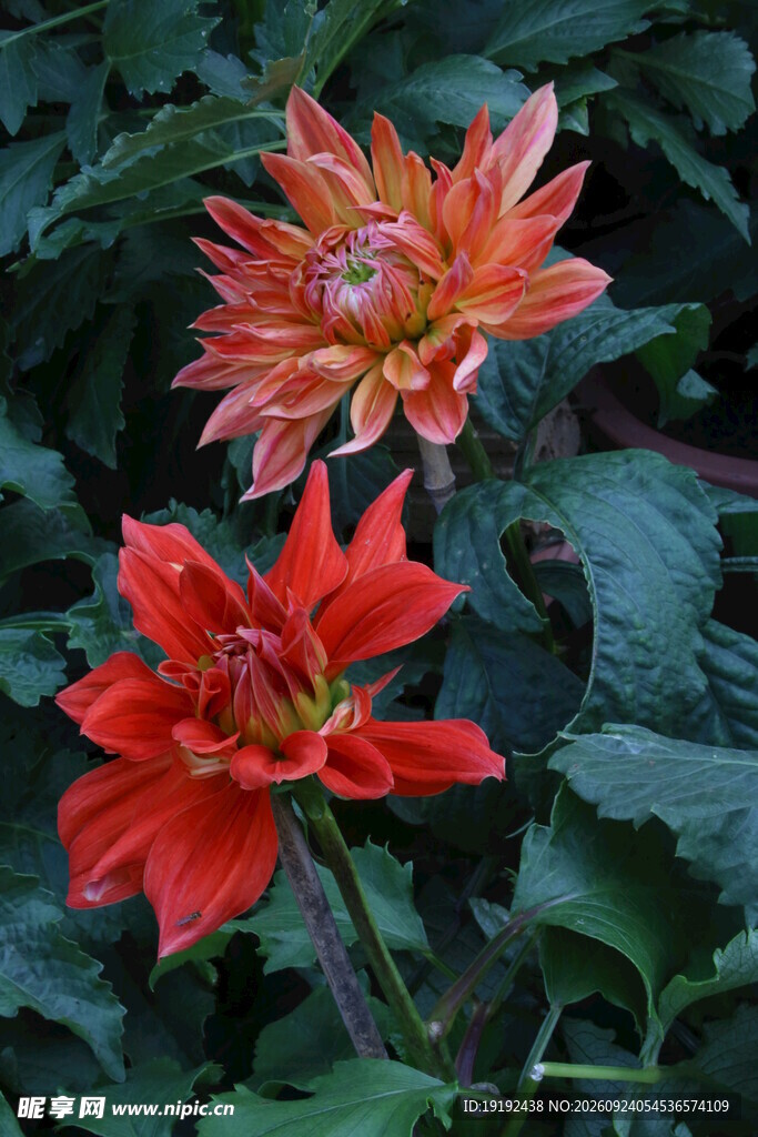 大丽花  
