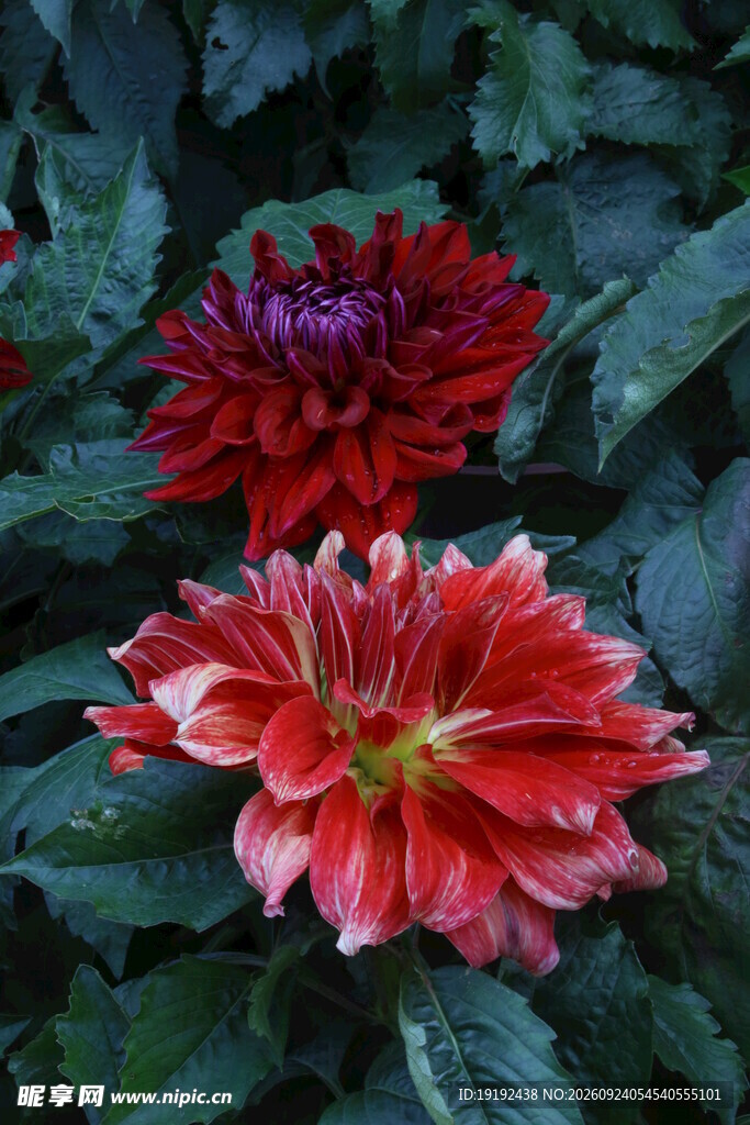 大丽花  