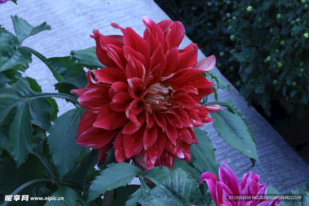 大丽花  