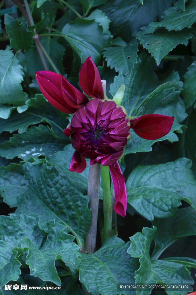 大丽花  