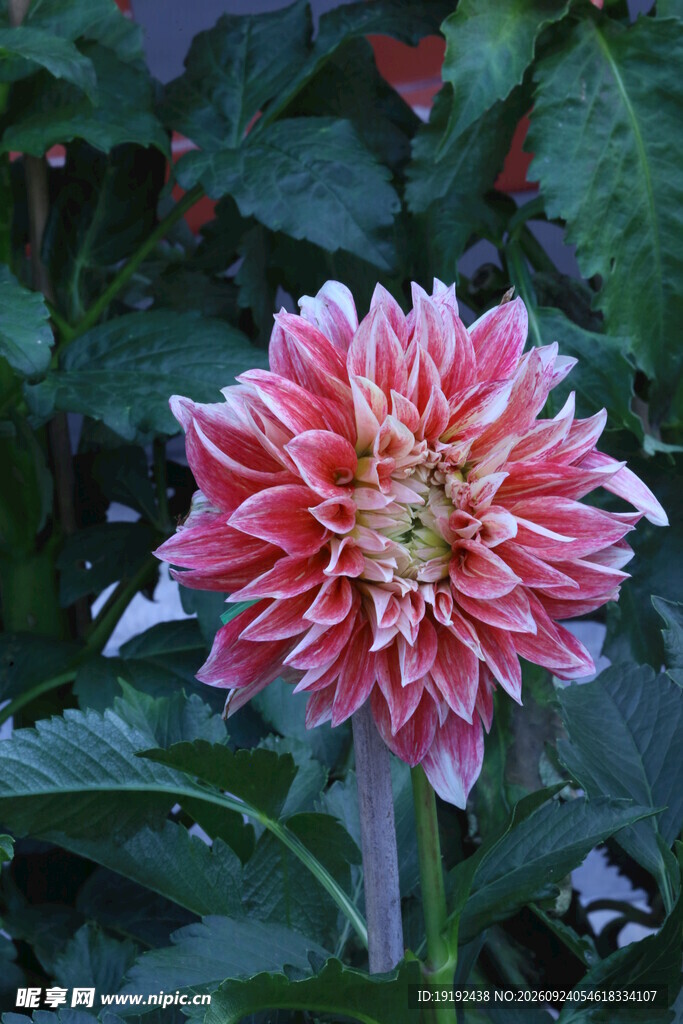 大丽花 