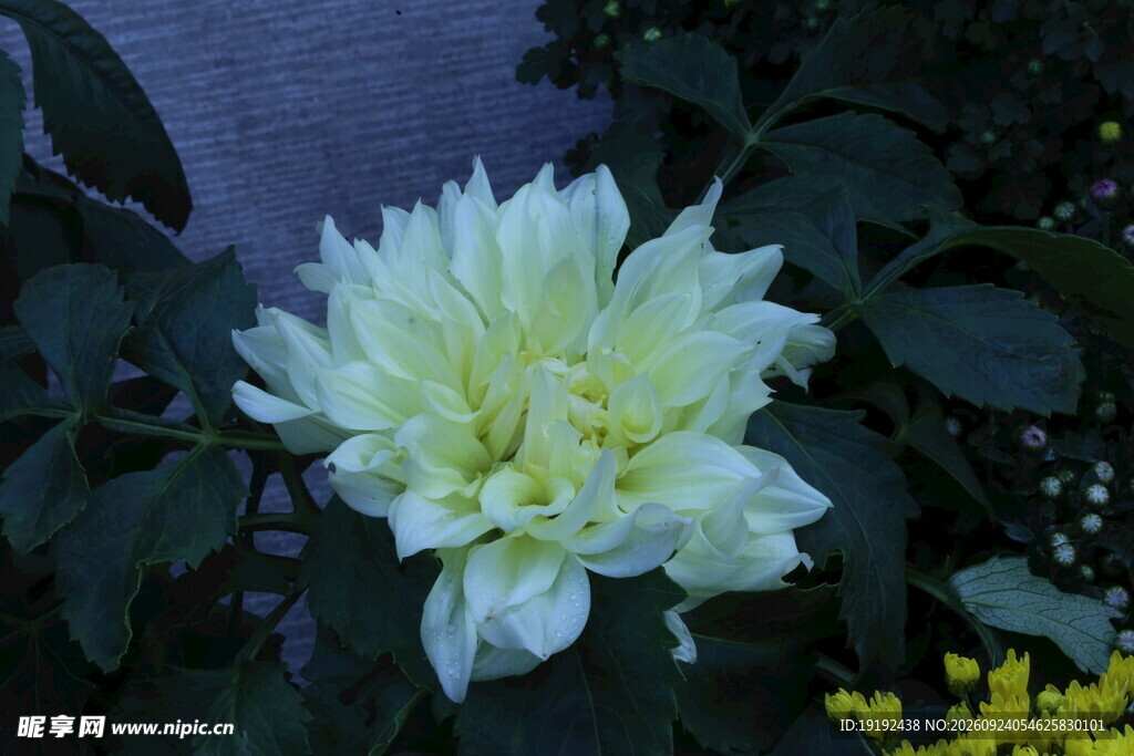 大丽花  