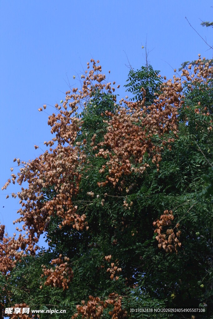 栾树