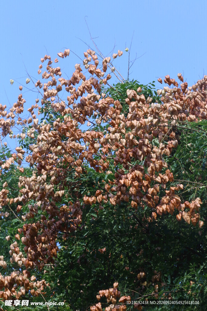 栾树 