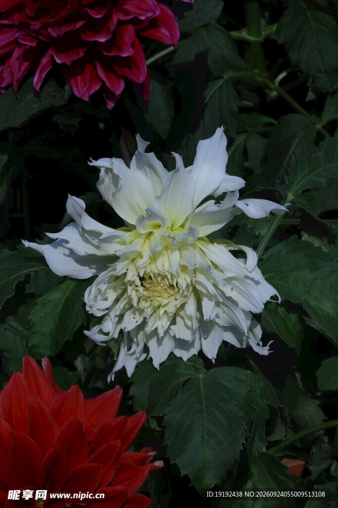 大丽花  