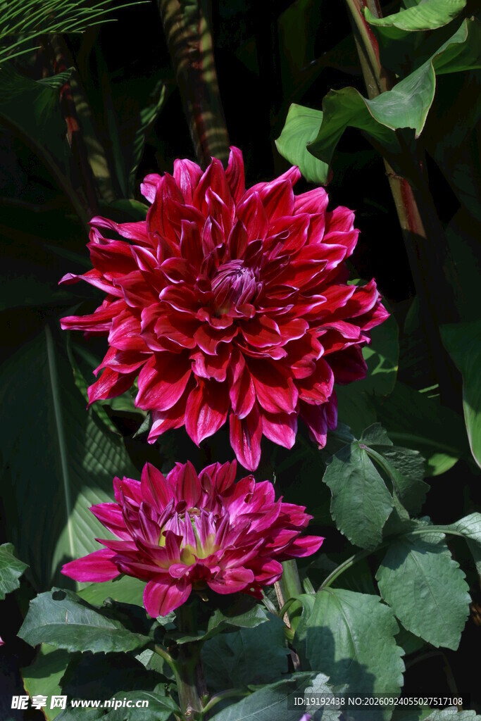 大丽花 