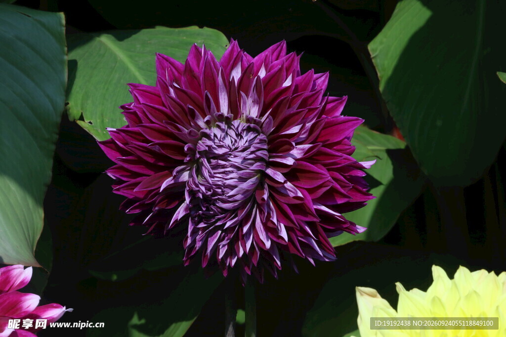 大丽花  