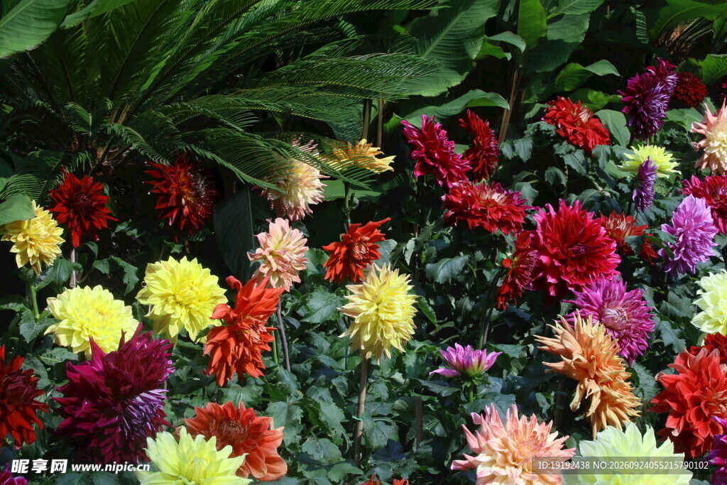 大丽花  