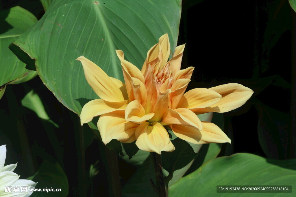 大丽花  