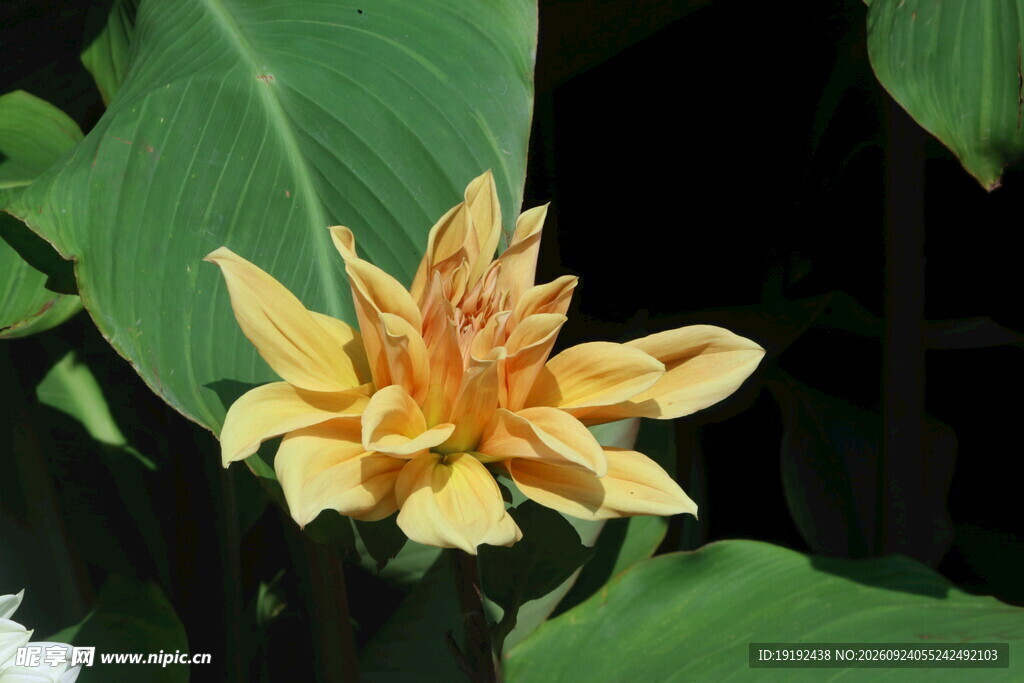 大丽花  