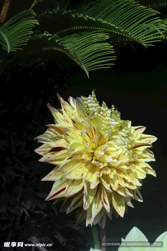 大丽花 