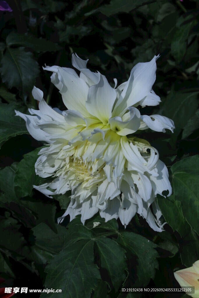 大丽花