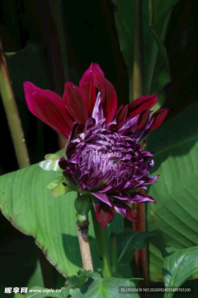 大丽花  