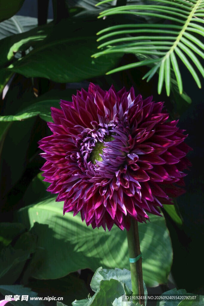 大丽花 
