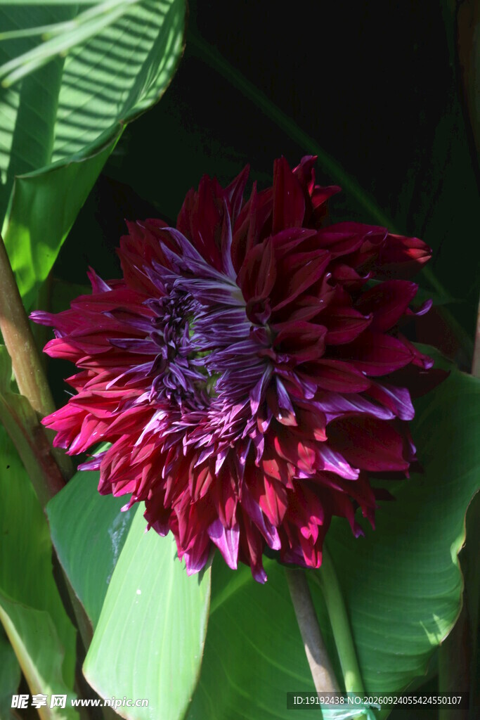 大丽花 