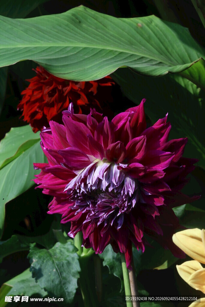 大丽花 