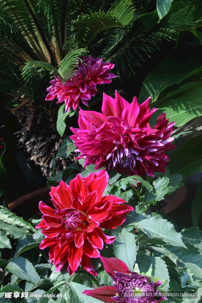 大丽花  