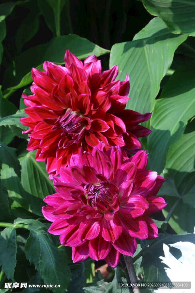 大丽花  
