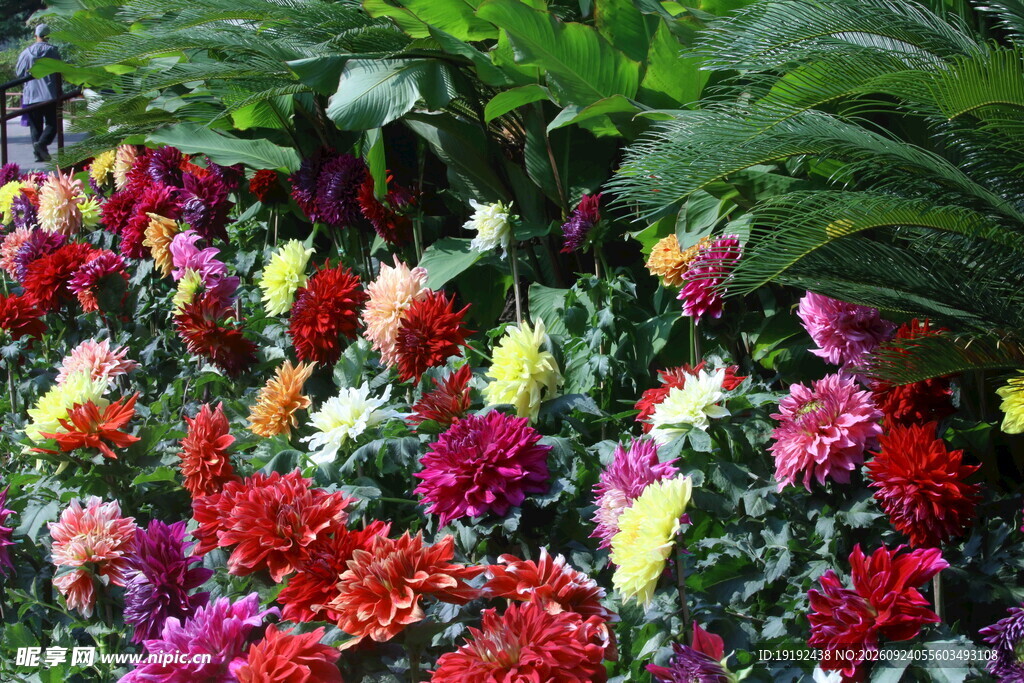 大丽花  