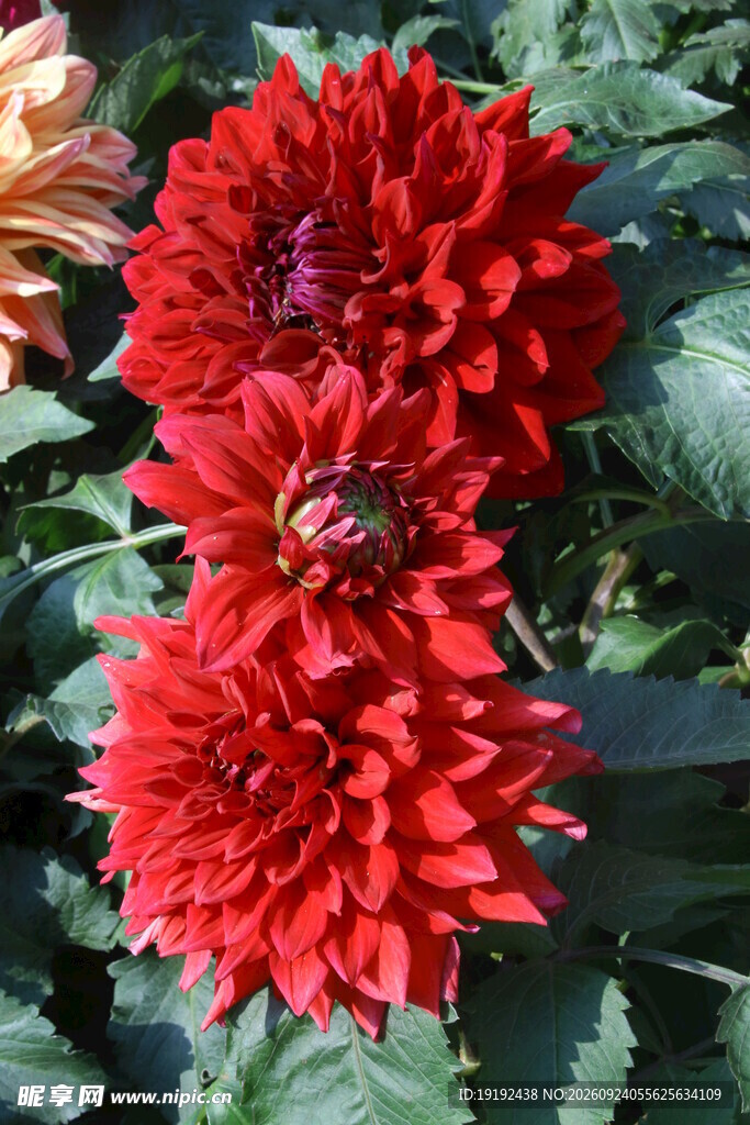 大丽花  