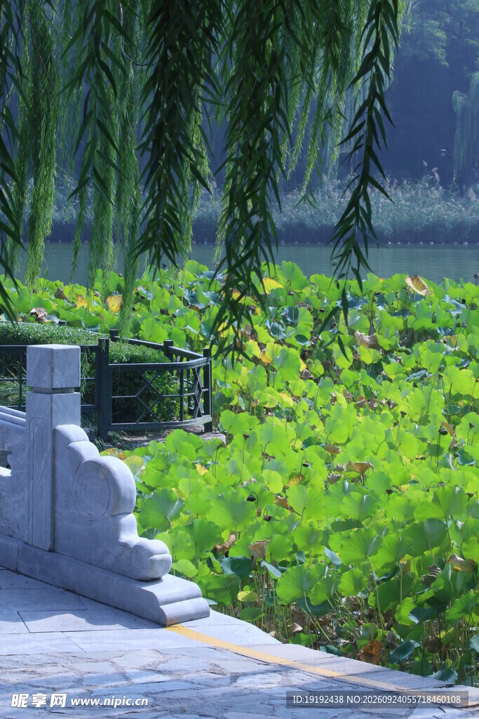 荷塘荷叶  