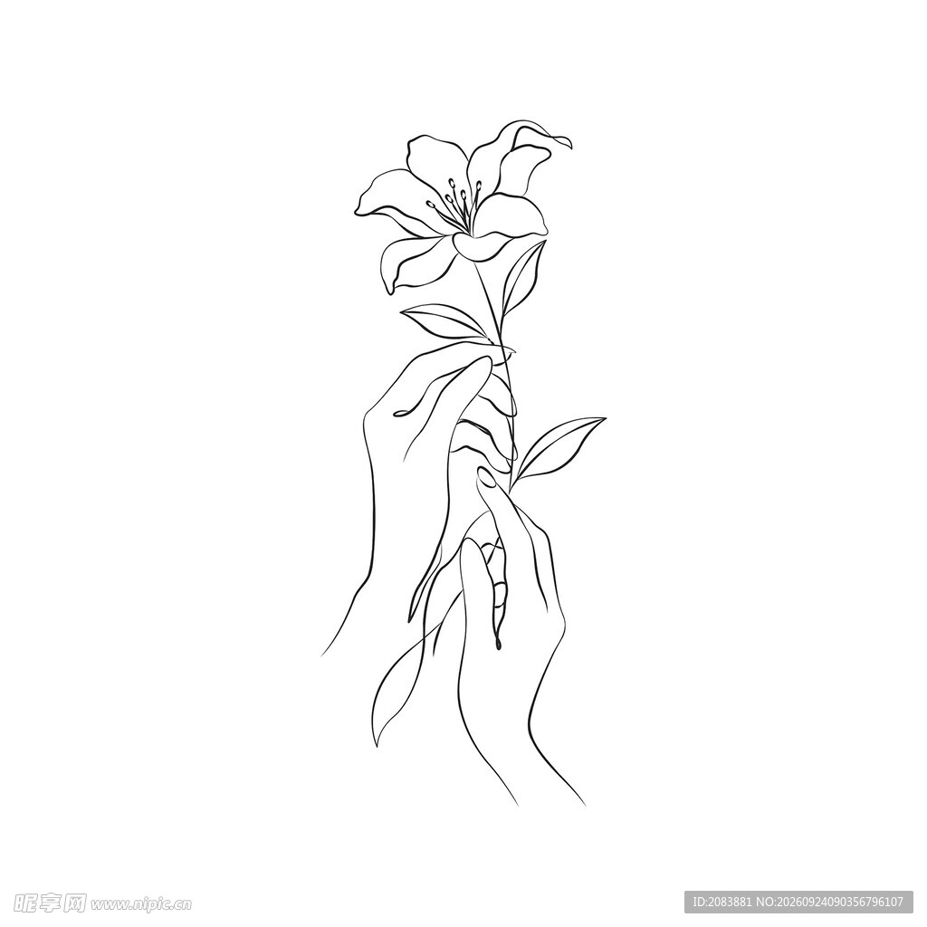 线描手捧百合插画