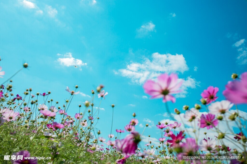 蓝天下的格桑花