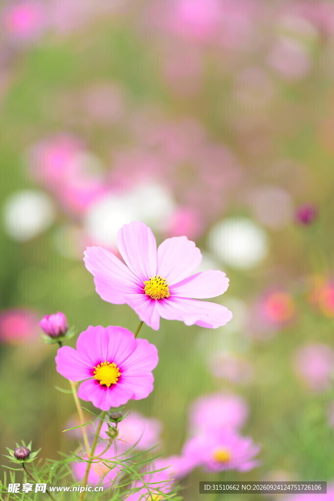 柔焦粉色格桑花