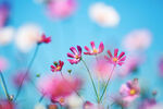 柔焦粉花蓝天美景