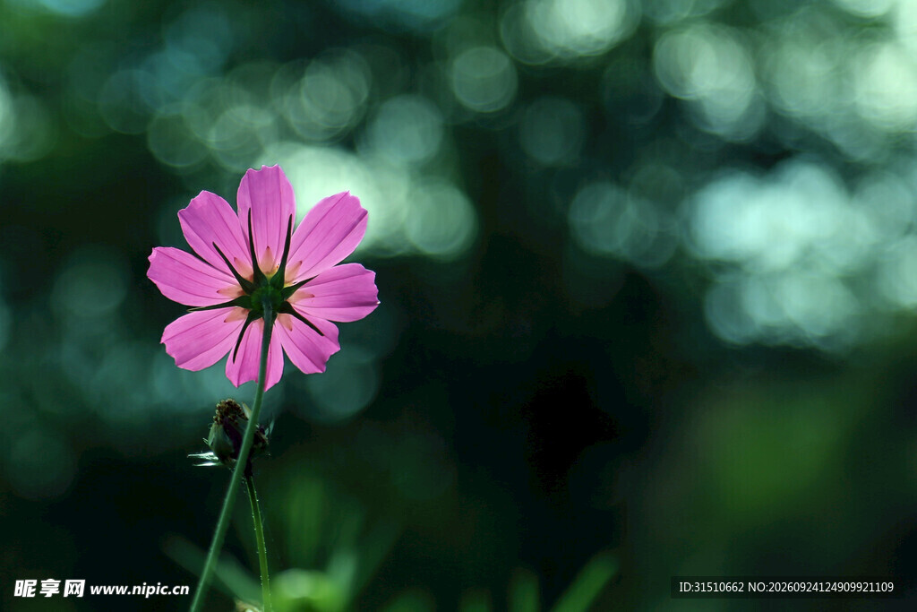 格桑花