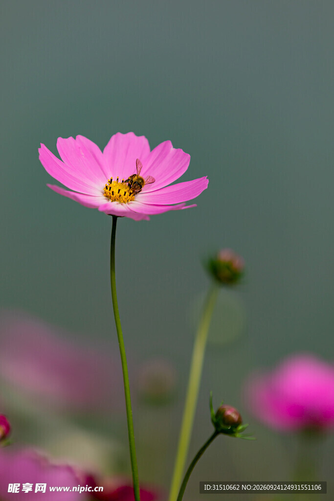 粉色小花上的蜜蜂
